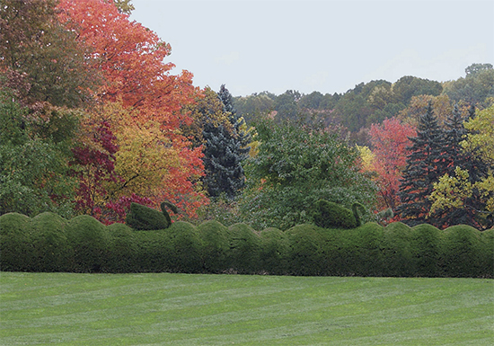 Swan Topiaries Along the Great Bowl, photograph courtesy Ladew Gardens