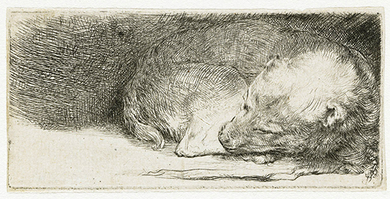 Sleeping Puppy, 1640, Rembrandt