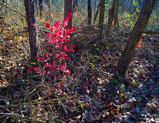 Photograph of Burning Bush in the Forest by John Hulsey