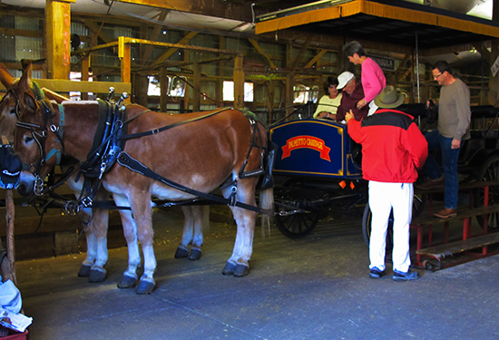 Photo of mules hitched to carriage, Charleston, S.C., by John Hulsey