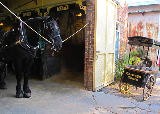 Photo of black Belgian horse, Charleston,S.C., by John Hulsey