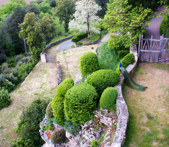 Photograph of the Peacock at Les Jardins de Marqueyssac by John Hulsey