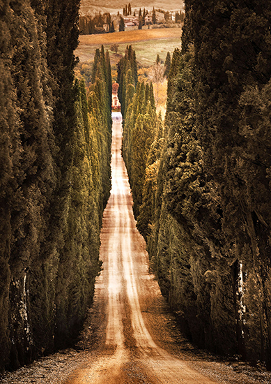 photo of cypress-lined road in Tuscany, Italy© Robert Copeland