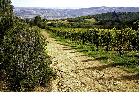 photo of Biondi Santi vineyards, Montalcino, Italy. © J. Hulsey watercolor painting workshops.