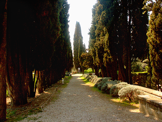 photo of cedar alle, Lourmarin. © J. Hulsey