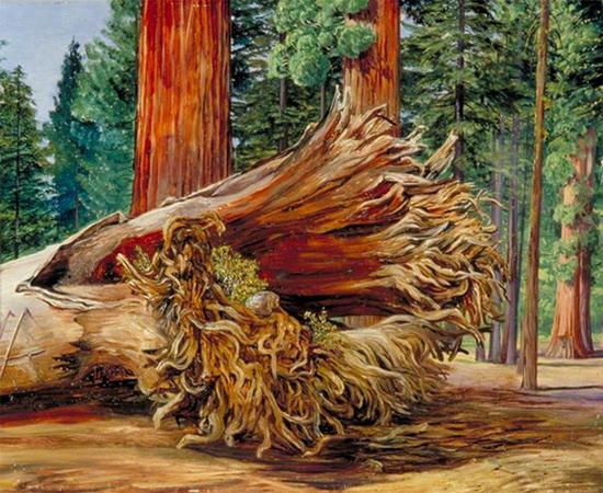 A Fallen Giant, Calaveras Grove, CA, 1875, Marianne North