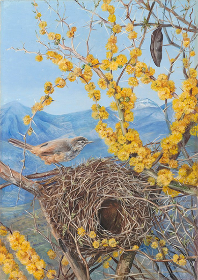 Acacia Bush with Bird Nest, 1880, Marianne North, Chile