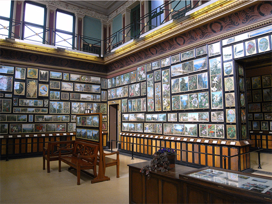 Inside the Marianne North Gallery at Kew - Wikimedia