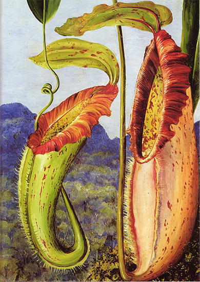 Nepenthes northiana, ca. 1876, Marianne North