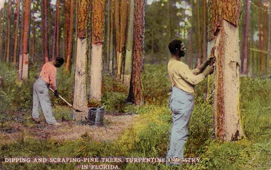postcard of turpentine workers in Florida