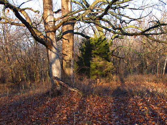 photo of oak trees by John Hulsey