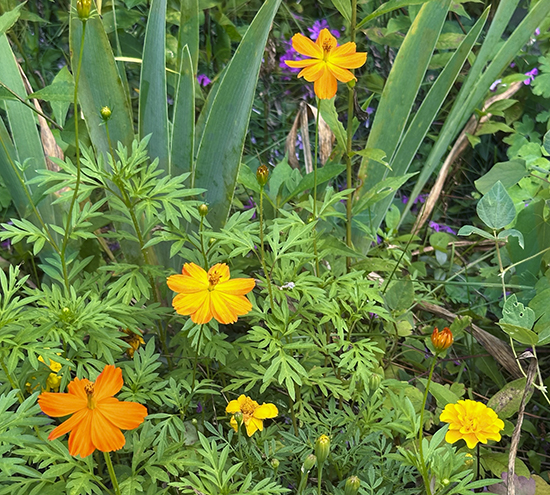 Orange Cosmos, Marigolds and Iris, Photo John Hulsey