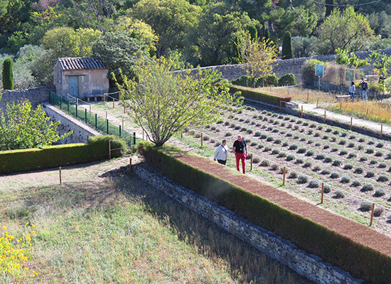 photo of gardens at St. Paul de Mausole, St. Rémy, Provence. © J. Hulsey