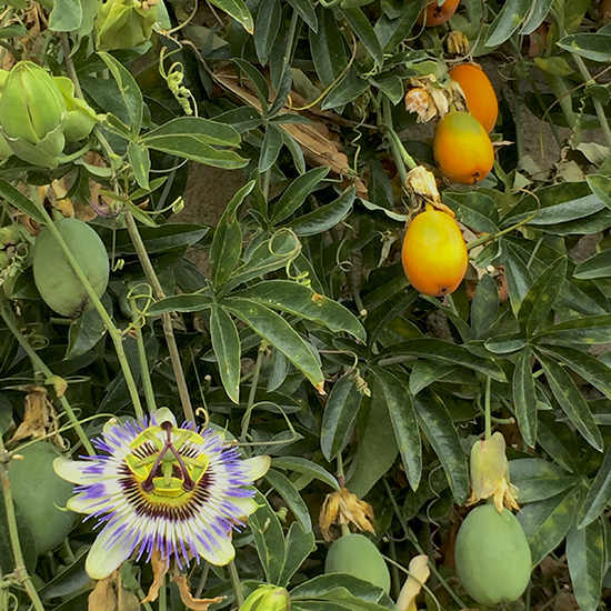 photo of a garden in Gordes, France