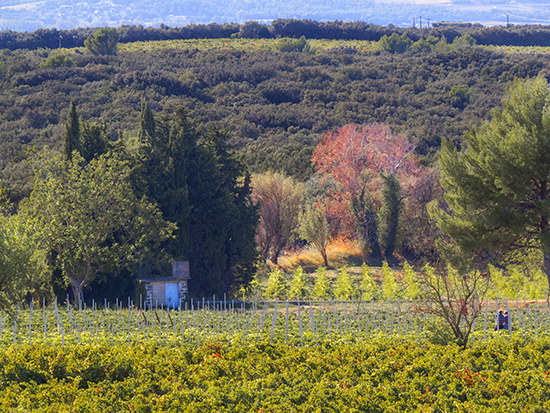 Photo of Vineyards at Chateauneuf-du-Pape, France.