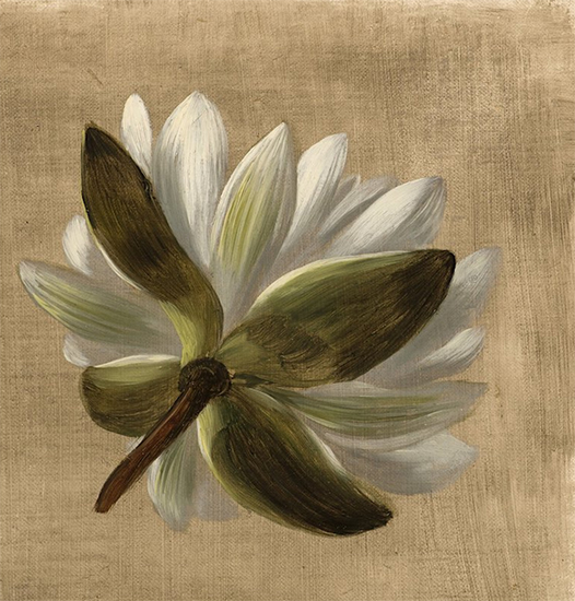 American Water Lily, William Jacob Hays