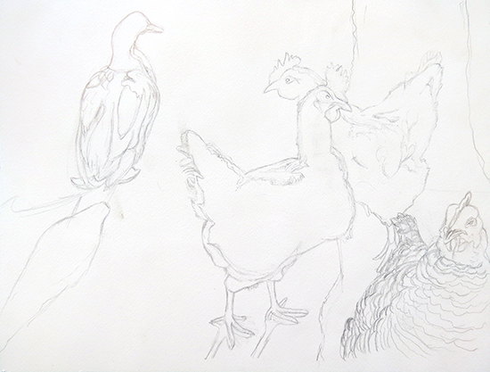 drawing of chickens © J. Hulsey